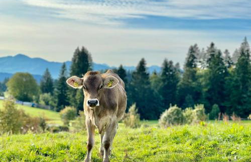 JJ Living - Alpenblick 073 - Foto 38