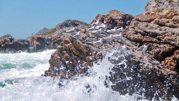 Marietas Islands Speedboat Tour - Foto 2