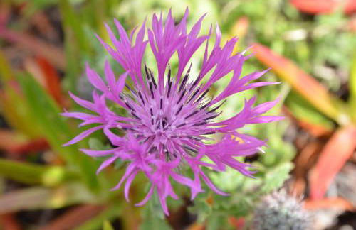 Bed & Seaside - Bola da Nivea - Foto 6