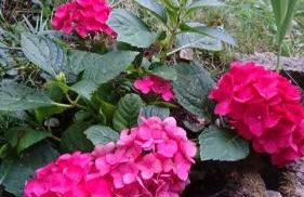 Gasthaus Piesau - Thüringer Wald - Rennsteig - Foto 48