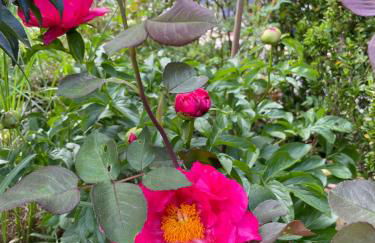 Panorama-Domizil Tauchershof - Foto 25