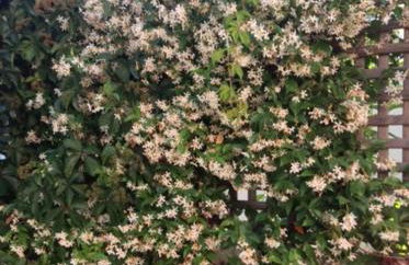 Muses Studios Sami - Foto 52