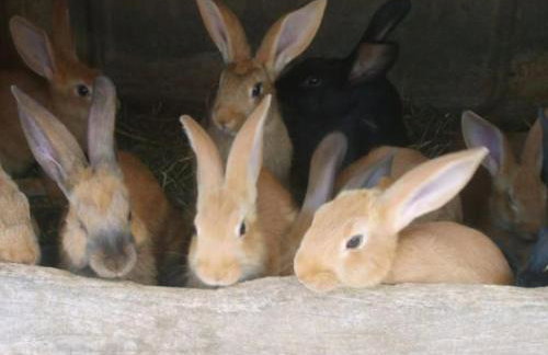 Gîte spacieux et confortable au Val d'Ajol, à proximité de Plombières-les-Bains, animaux de ferme ! - FR-1-589-139 - Foto 9