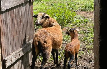 Château Doré les Tours - Appartement Renard - Proche Puy du Fou - Photo 29