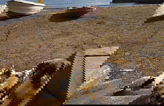 Çeşmeönü Bungalov - Foto 15