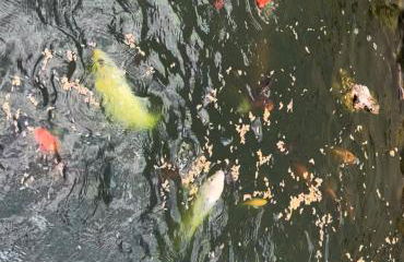 Casa do Lago Piscina aquecida Casa completa - Foto 77