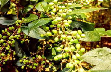 Cozy Wood Shed Tiny House Near Old Hickory Lake w/ Full Kitchen, Fire Pit & Breakfast - Foto 49