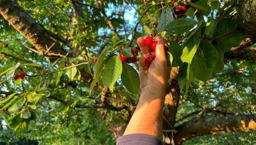 Domaine des Cerisiers - Accès direct piste cyclable reliant Honfleur - Parking privé - Grand jardin - Foto 2