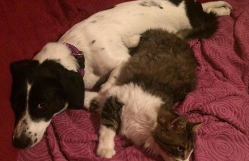 Motovun Bellevue - amazing view, comfortable - Foto 34