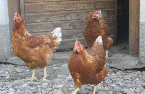 Ferienparadies Hugenhof - Foto 31