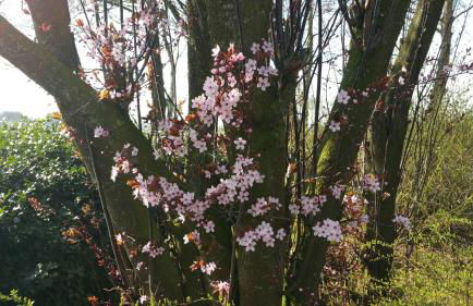 Ferienbauernhof De Slaaphoeve - Foto 45