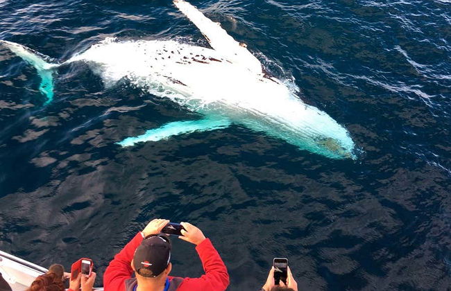 Avvistamento di balene a Puerto Vallarta - Foto 3