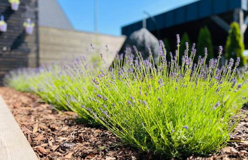 Lawendowe Domki Latoszyn-Zdrój Domek Bergen - Foto 4