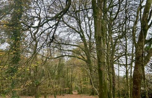 Rosecraddoc Lodge 23 - Photo 18