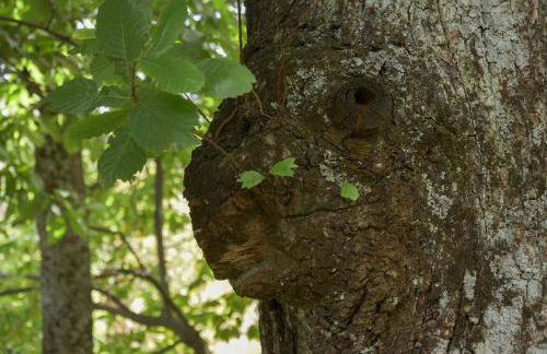 La Piana Dei Castagni - Foto 10