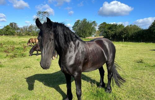 Reihenhaus Geltinger Bucht - Foto 20