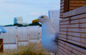 Seaside Lodge Süsel, Lübecker Bucht, Ostsee - Foto 36