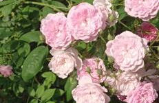 Il Pettirosso - Foto 16