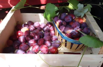 Bergeriedekakisse Mercantour - Foto 26