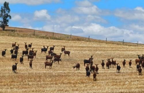 ALDEIA DOS ORVALHOS - VILLAGE By MAYORAL - Foto 31