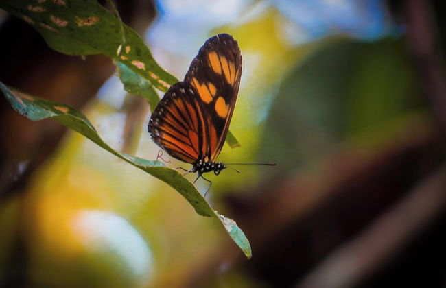 Cabañas Palma Real - Foto 14