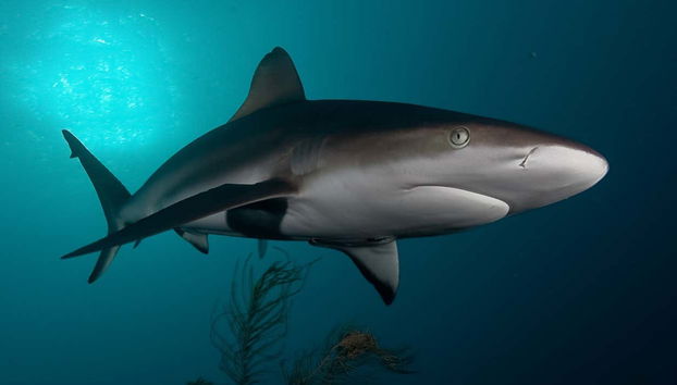 ¿Os atrevéis a ver tiburones?