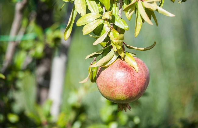 Etna Holiday Home,studio Melograno - Foto 33