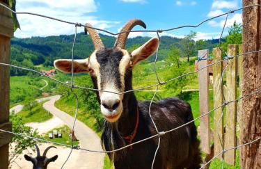 Ferienhof Fischer - Foto 69