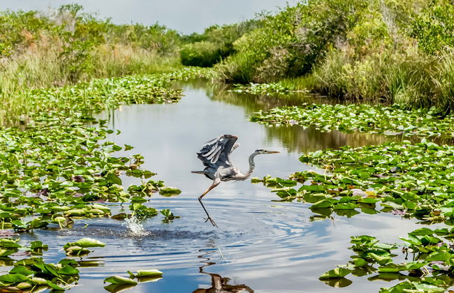 Giro in aeroscafo nelle Everglades - Foto 8