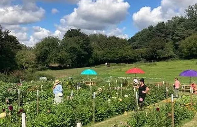 Flower Farm Glamping Retreat in Suffolk - Foto 19