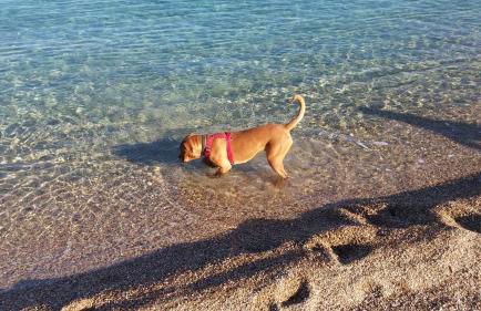 Appartamento al mare Via delle Mimose - Foto 29