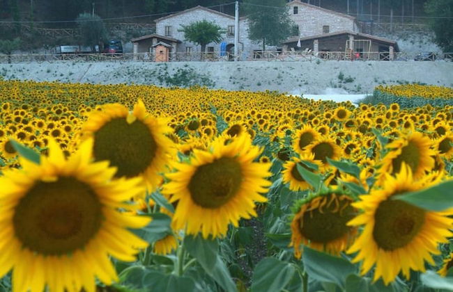 Agriturismo Il Casale - Photo 47