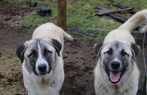 The Cottage at Highland Farms - Foto 51