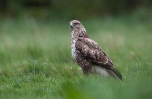 1 Bed in Gunnislake oc-54164 - Foto 26