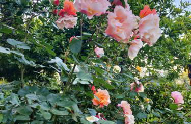 IL GIARDINO DI ATHENA - Foto 7