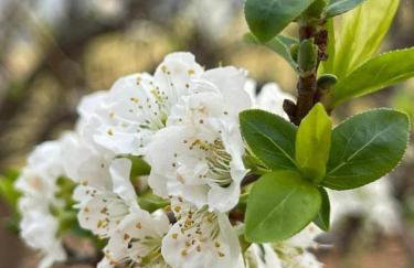 ADM chalé Chiaradia - Foto 13