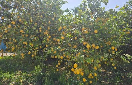 ILIOS K Village Resort - Foto 74