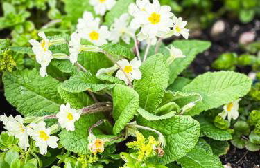 PRIMROSE COTTAGE, Sleeps 5, Stylish Cottage, Central, Close to Beach, shops and restaurants - Foto 40