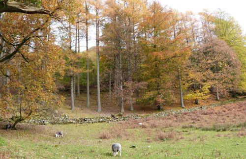 Yew - Woodland Cottages - Foto 26