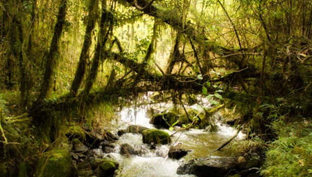 Senderismo por el Parque Nacional Alerce Andino - Foto 5