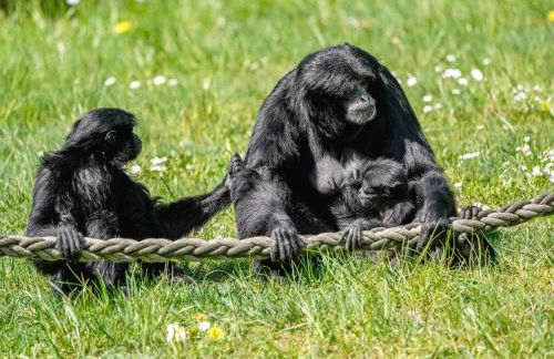 Luxuszelt im Serengeti Park - Photo 27