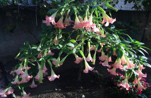 Casa delle Rose - Foto 11