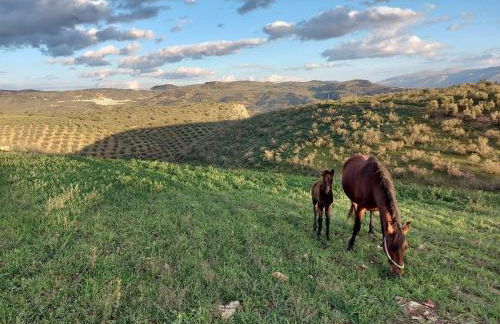 Dehesilla Olive Orchard Retreat - Foto 30