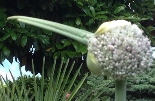 Millenniumshof - Foto 48