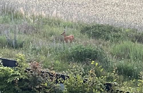 TOP-Ferienwohnung bei Berlin, bis 3 Gäste, Terrasse und Garten - Foto 21
