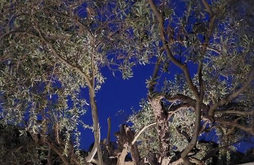 Olea Holiday Estate - Foto 37