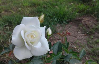 Villa Don Luigi - Foto 13