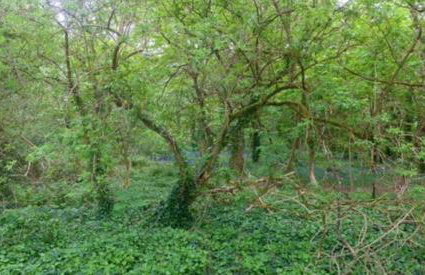 Rebels Retreat - 2-bed Chalet nr St Ives & Hayle - Foto 53