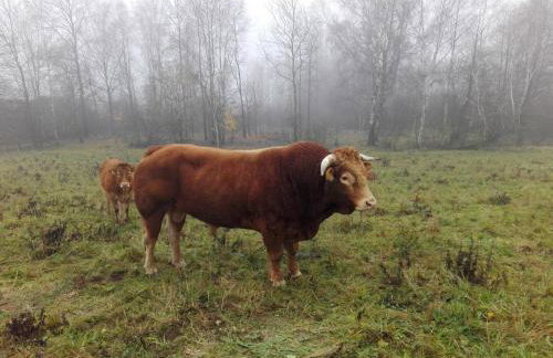 Rezydencja Golland - Foto 41