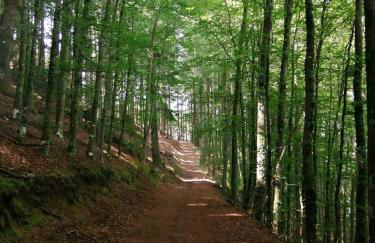 Dona Irene AL - Foto 45